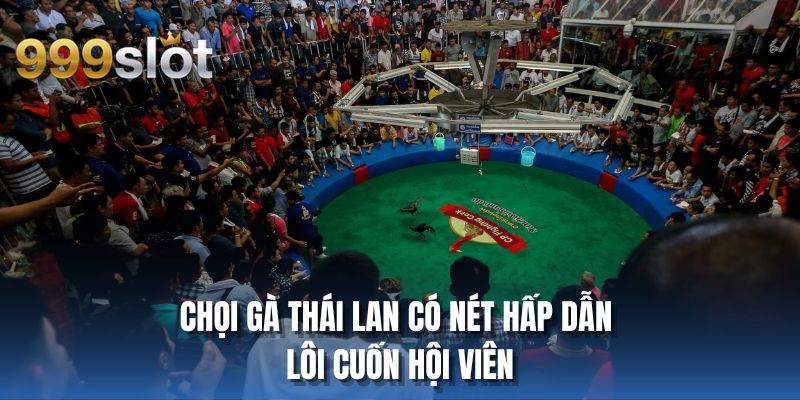 Chọi gà Thái Lan có nét hấp dẫn lôi cuốn hội viên