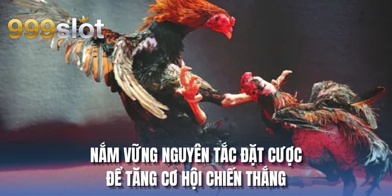 Nắm vững nguyên tắc đặt cược để tăng cơ hội chiến thắng