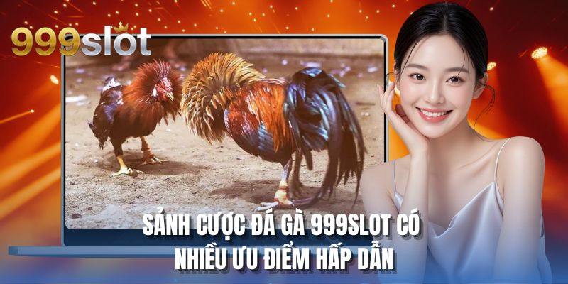 Sảnh cược đá gà 999SLOT có nhiều ưu điểm hấp dẫn