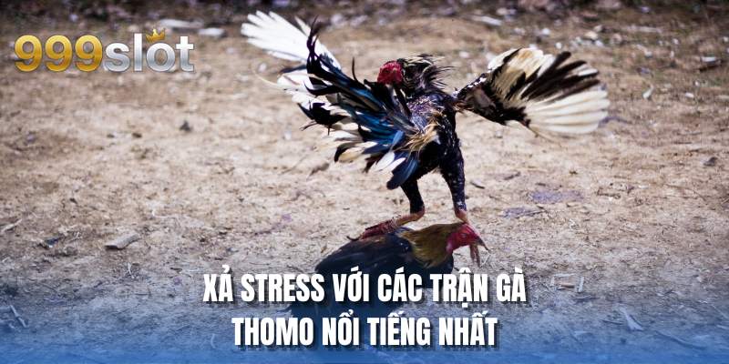 Xả stress với các trận gà thomo nổi tiếng nhất
